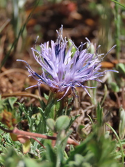 Carthamus mitissimus