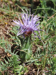 Carthamus mitissimus