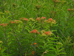 Asclepias tuberosa interior