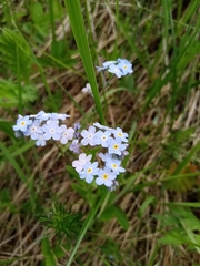 Myosotis popovii