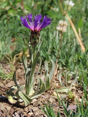 Centaurea debeauxii