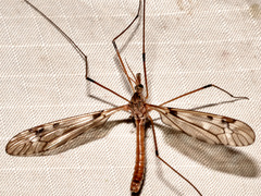 Tipula fuliginosa