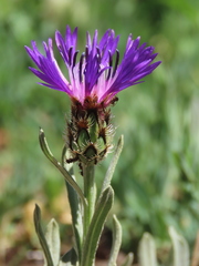 Centaurea debeauxii