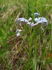 Myosotis popovii