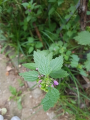 Ballota nigra