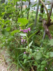 Ballota nigra