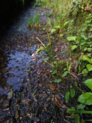 Epilobium amurense