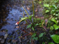 Epilobium amurense