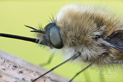 Bombylius posticus