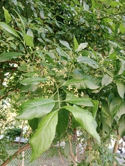Euonymus europaeus