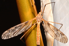 Tipula fuliginosa