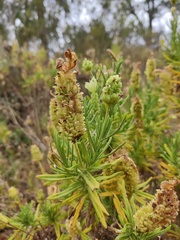 Lavandula viridis