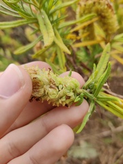 Lavandula viridis