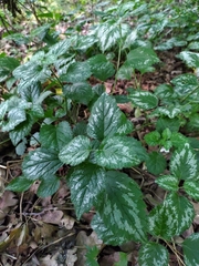Lamium galeobdolon