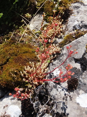 Saxifraga conifera