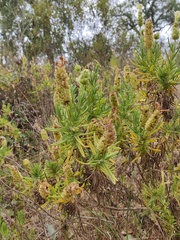 Lavandula viridis