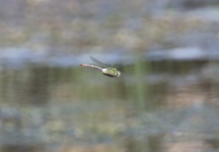 Anax concolor