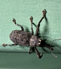 Orthorhinus