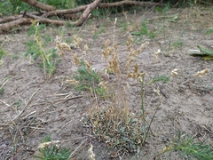 Poa badensis