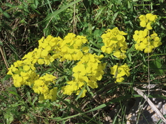 Erysimum duriaei