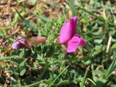 Vicia pyrenaica