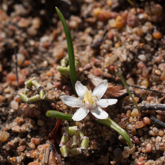 Pauridia pygmaea