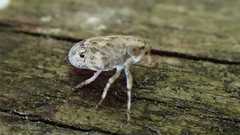 Issus coleoptratus