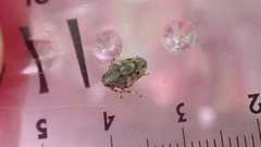 Issus coleoptratus