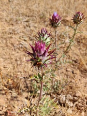 Cynara algarbiensis