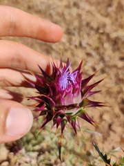 Cynara algarbiensis