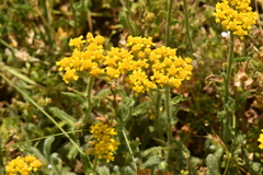 Achillea tomentosa