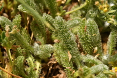 Achillea tomentosa
