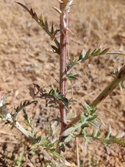 Cynara algarbiensis