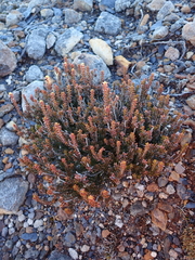 Epacris alpina