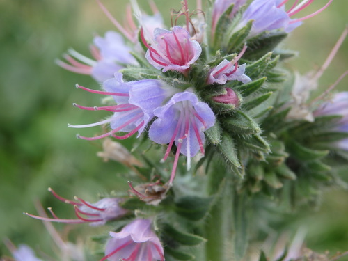 Image of Echium lusitanicum by (c) Carminda Santos, some rights reserved (CC BY)