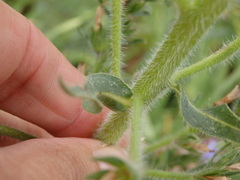 Echium lusitanicum