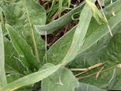 Echium lusitanicum