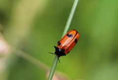 Clytra quadripunctata