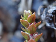 Epacris alpina