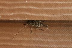 Acanthocinus obsoletus