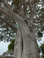 Ficus