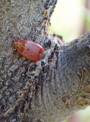 Agnocoris rubicundus