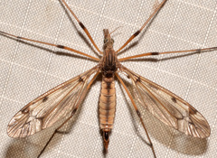 Tipula fuliginosa