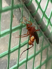 Trogomorpha arrogans