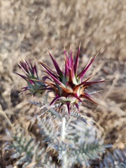 Cynara algarbiensis
