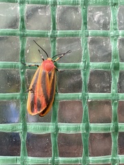 Hypoprepia miniata
