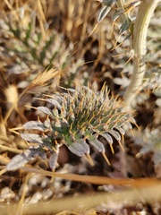 Cynara algarbiensis