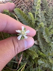 Horkelia clevelandii