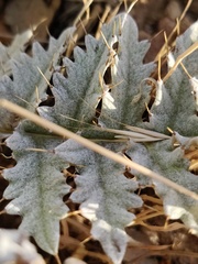 Cynara algarbiensis