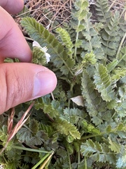 Horkelia clevelandii